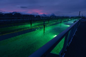 Foto: Gigante Salmon