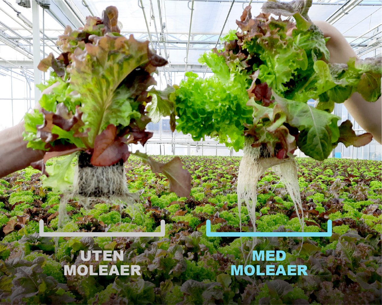 Nor_With & Without Moleaer _Roots_Artboard 20 - Light Blue-100