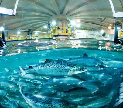 Salmon-Evolution-Salmon-in-tank-1068x935