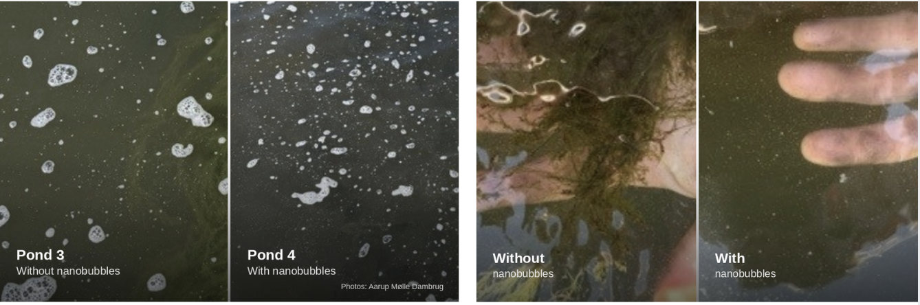Kum 3 (uten nanoboblebehandling) og kum 4 (med nanoboblebehandling), fotografert i samme driftsperiode. Foto: Aarup Mølle Dambrug.