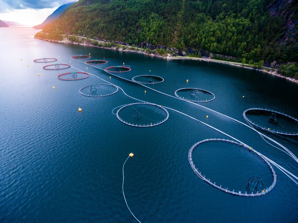 Aerial shot of a salmon farm