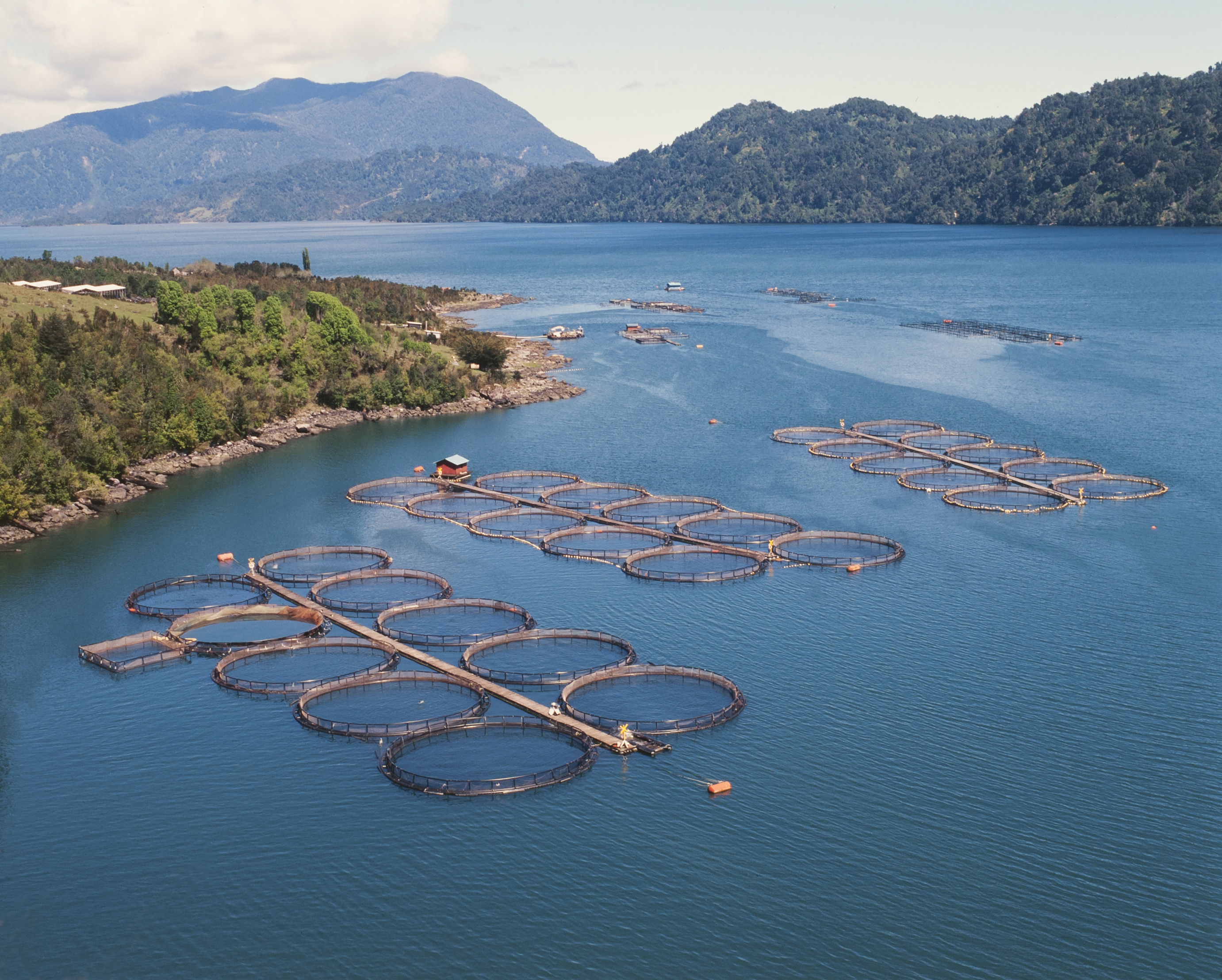 Aquaculture Chile
