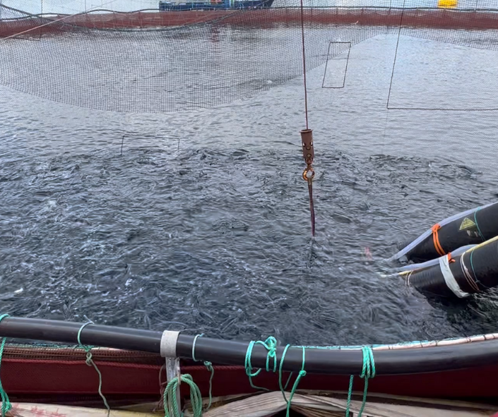 Norge | Trenging av fisk