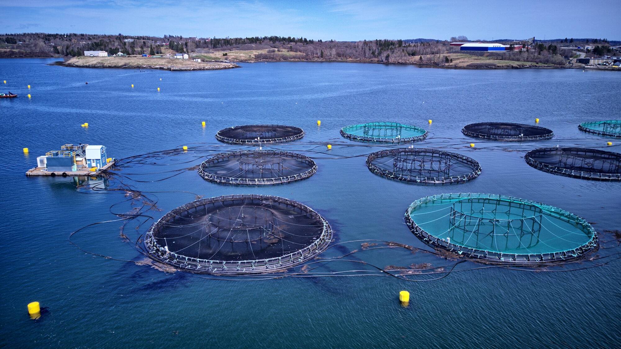 improve fish welfare opt 2-min